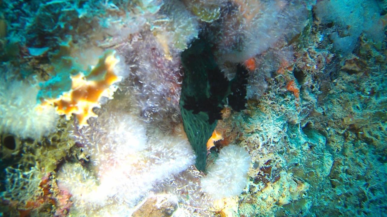 ذا سواهيلي هاوس Zanzibar